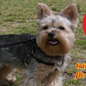 TRINO na czas zarazy