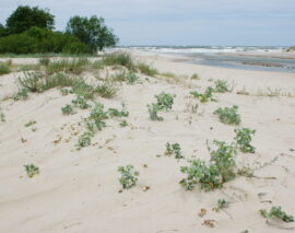 W krainie mikołajka