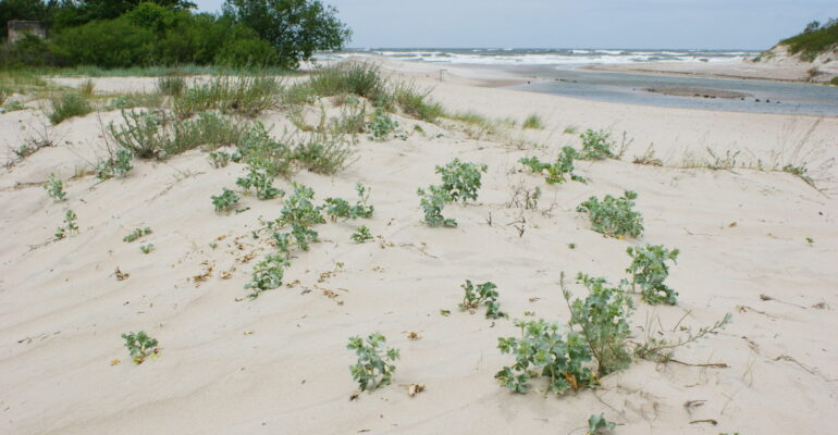 W krainie mikołajka